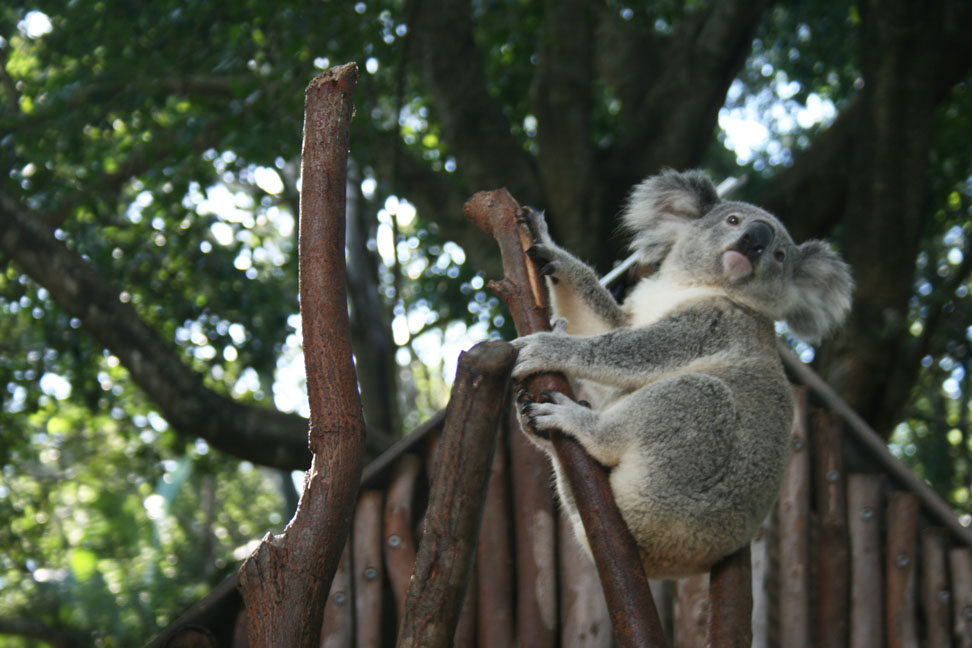 [Koala1.jpg]