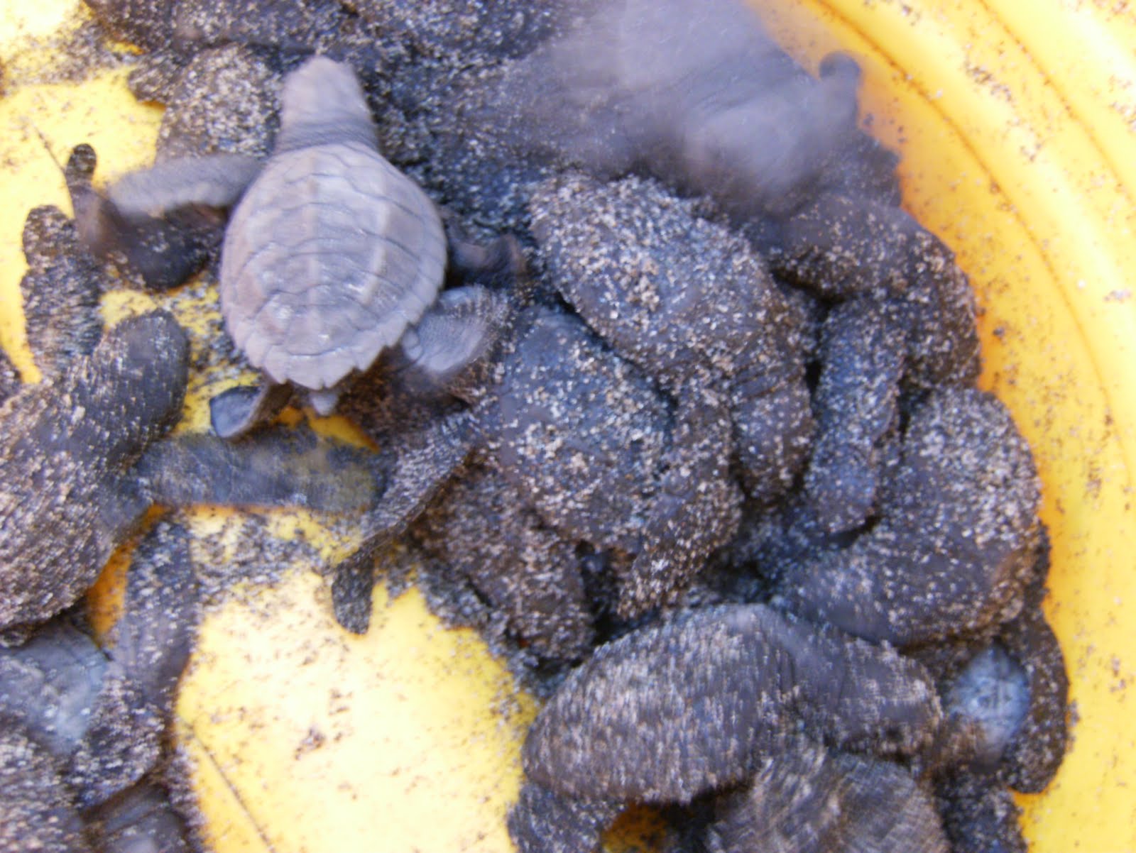 El Roble Hostal, El Salvador: Turtle Conservation at Playa San Diego