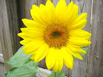 Sun Flower in my Garden
