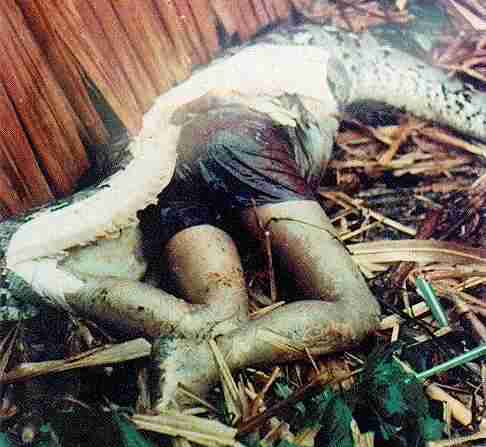 gambar ular terbesar di dunia makan orang