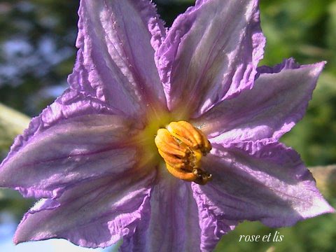 Rose et Lis: Fall garden glance