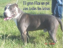 Flea uno de nuestros mejores ejemplares reconocido por su estructura, caracter y color