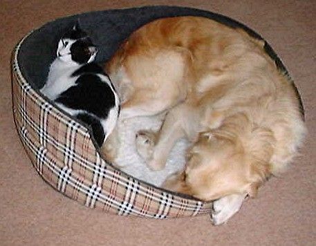 [tn_dopey+oscar+nelson.jpg]