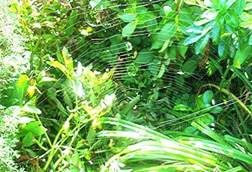 [tn_spiders+web+another+brighter.jpg]