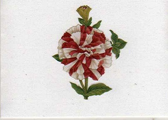 [2008+10+28+4+emboss+on+PP+inside.jpg]