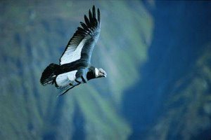 condor