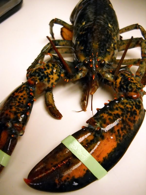 Lobster Gram Gourmet Recipes Easy Persian Lime Grilled Live Maine Lobsters