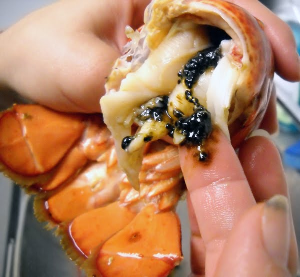 Lobster Gram Gourmet Recipes: Wordless Wednesday- I Didn't ...
