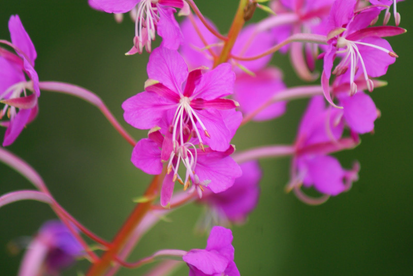 Only the summer days: Pink Wildflowers