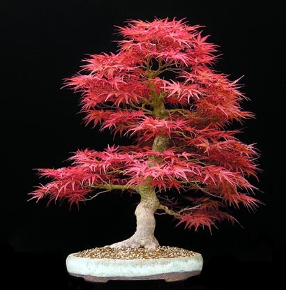 Hobby Bonsai: L'Acero palmato è sicuramente uno degli alberi più belli da  coltivare come Bonsai
