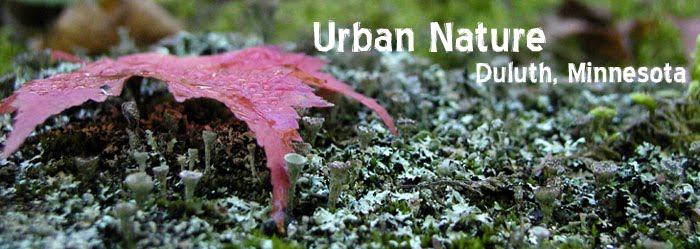 Urban Nature: Duluth, MN