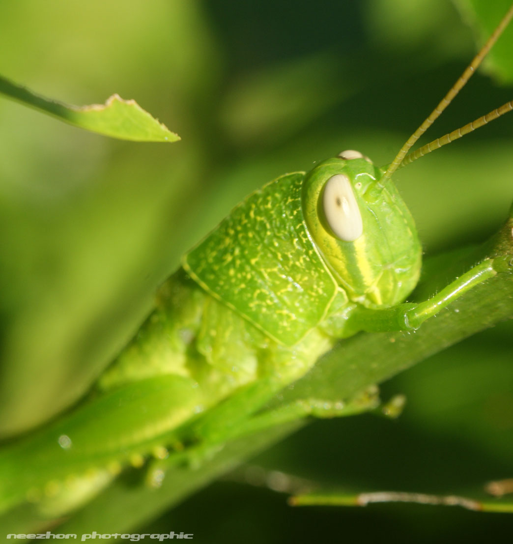 глаза кузнечика. иглистый дьявол кузнечик. глаза кузнечика.