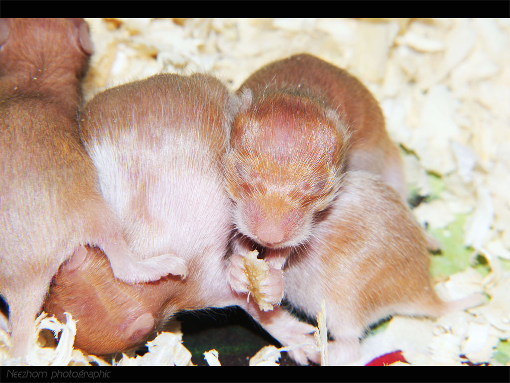 Самка хомячка. Новорождённые хомячки джунгарики. Новорожденные хомяки джунгарик. Хомячата джунгарские Новорожденные. Рождение хомяков джунгариков.