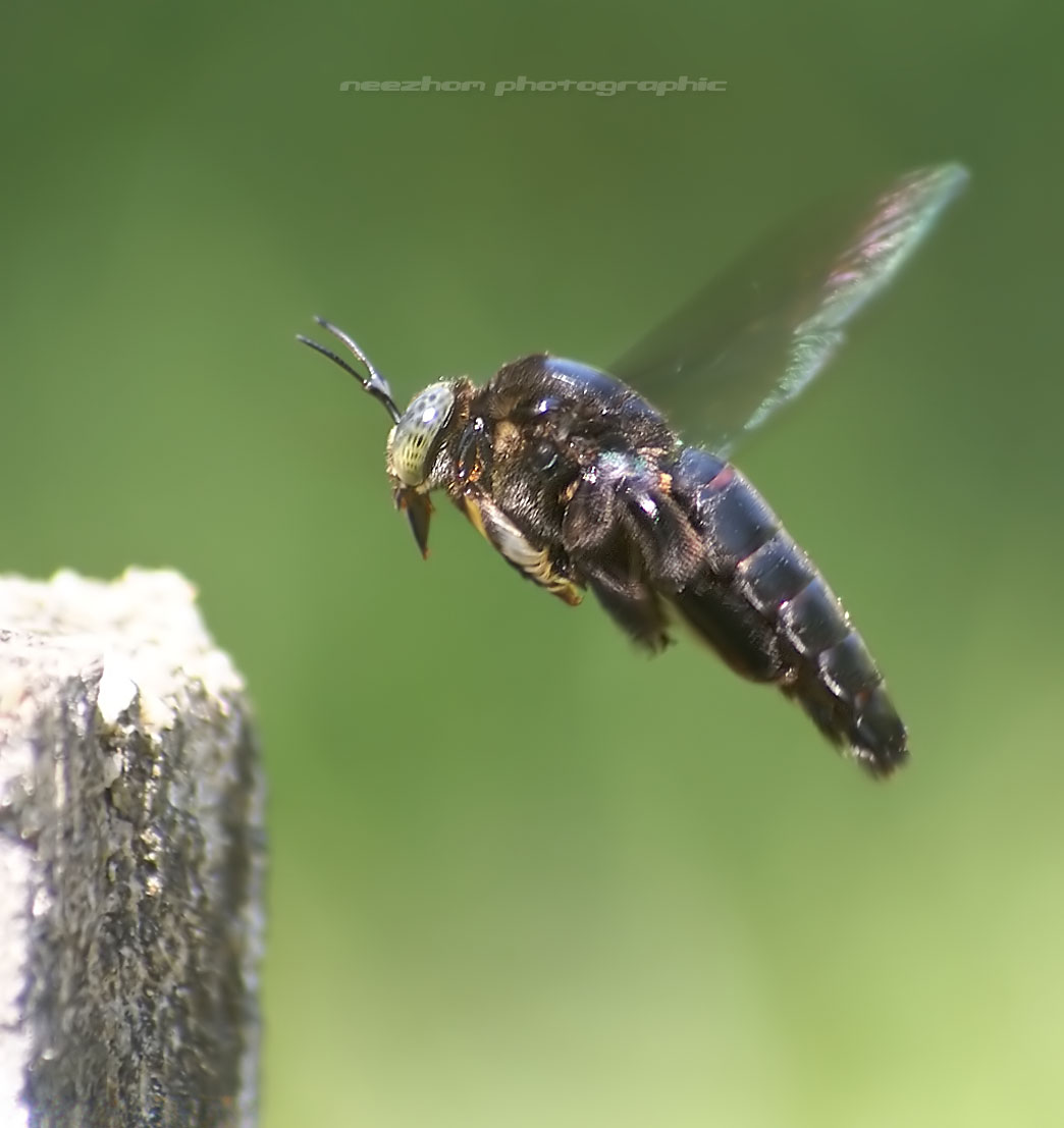 Arriba 100+ Foto Insecto Volador Color
