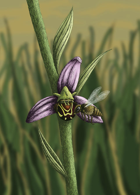 réalisation d'une couverture de livre: "l'abeille et l'orchidée", de Loïc Quintin