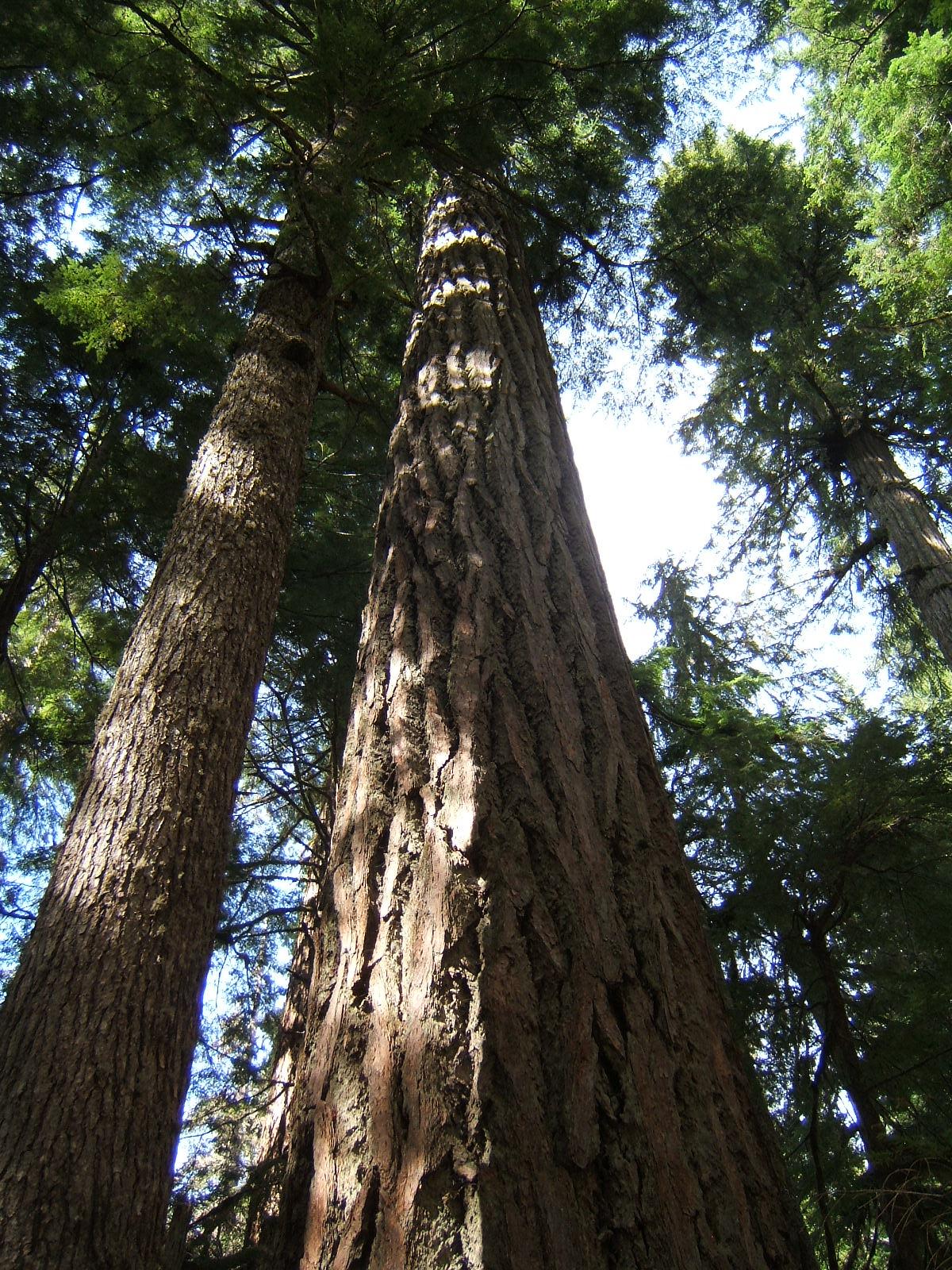 Matthew's Washington Trip Mt Rainier National Park A couple Days Later