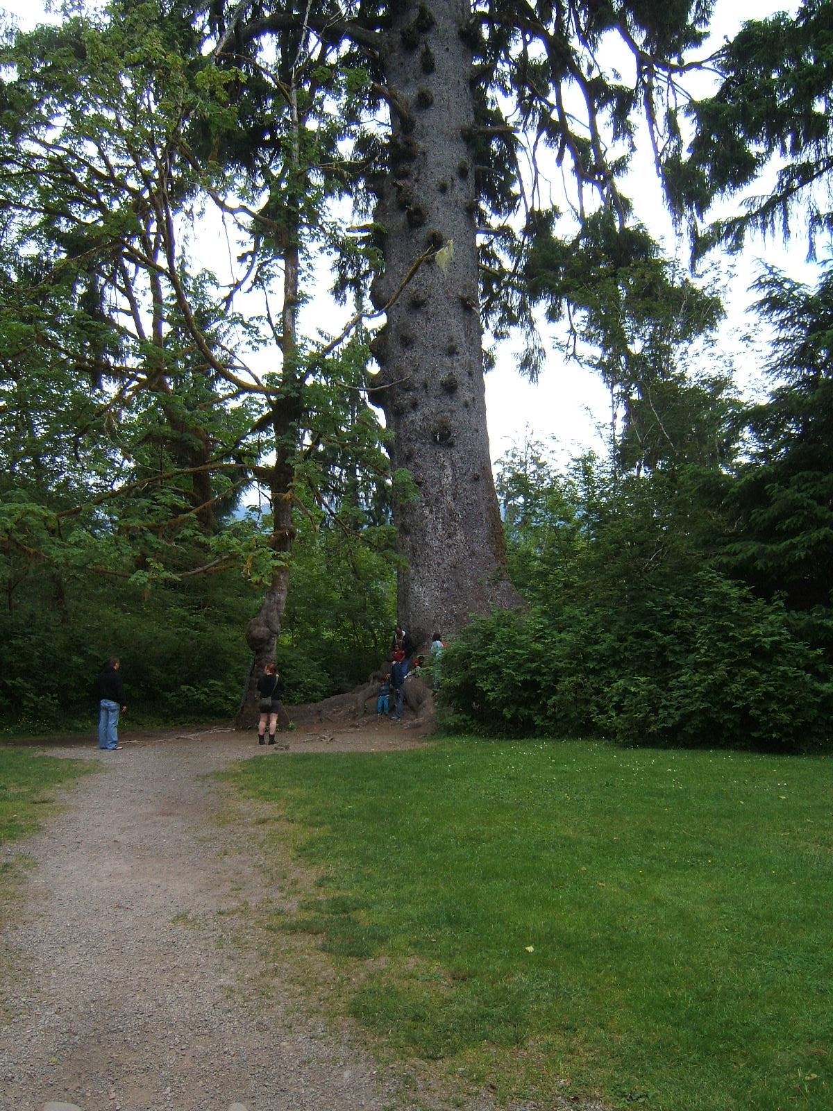 Matthew's Washington Trip Worlds Largest Spruce Tree, Olympic National