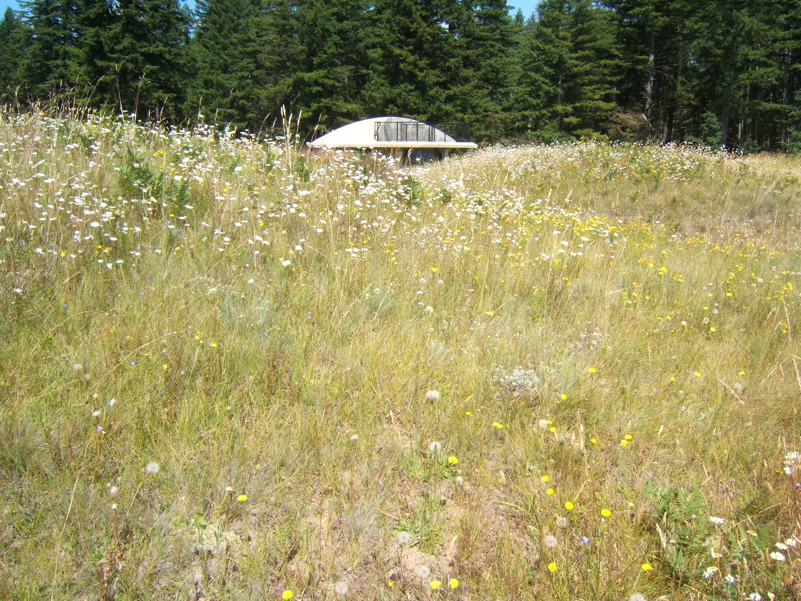 Matthew's Washington Trip: Mima Mounds Natural Area Preserve