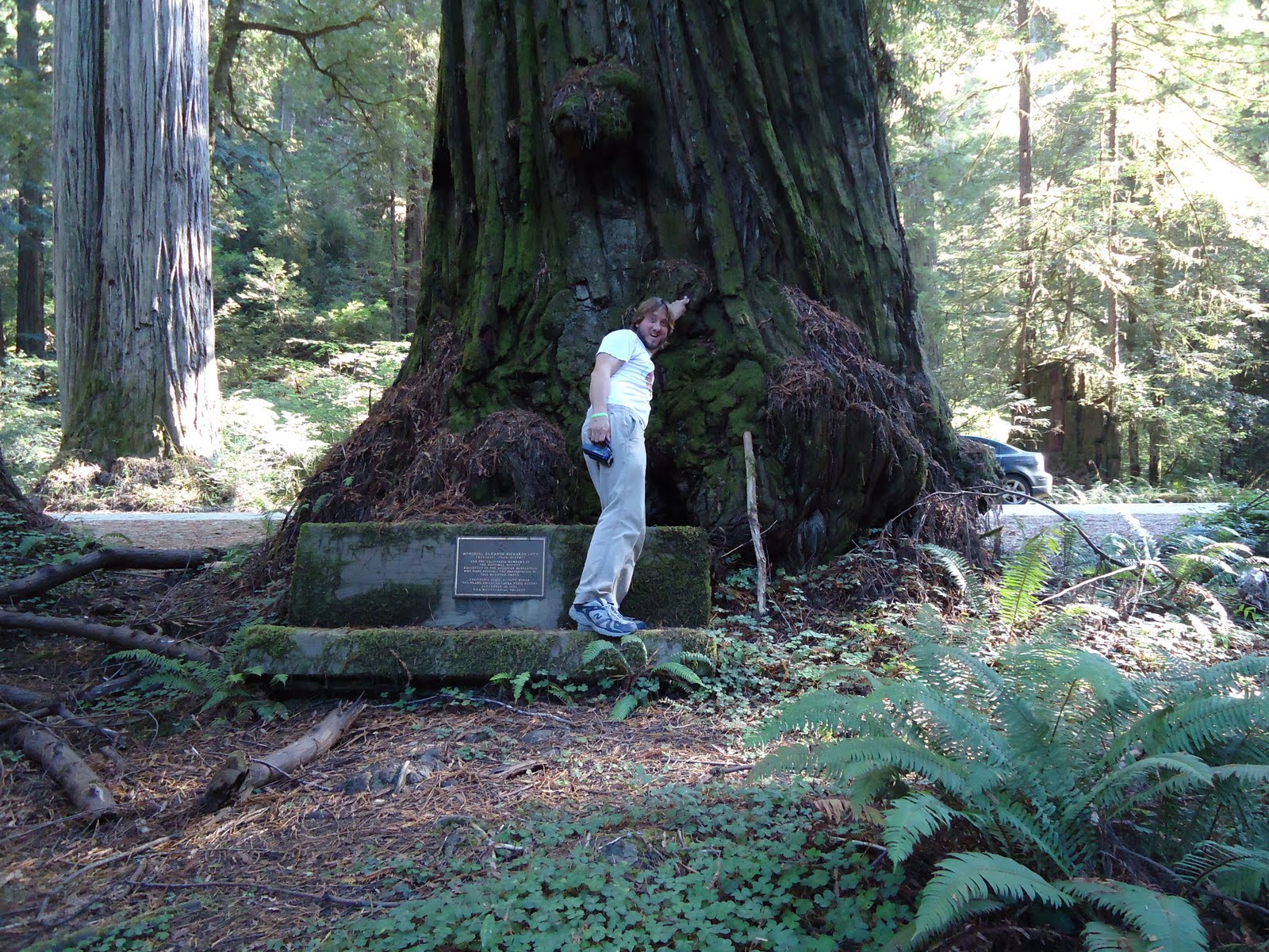 Matthew's Washington Trip Stout Grove, Redwood National Park