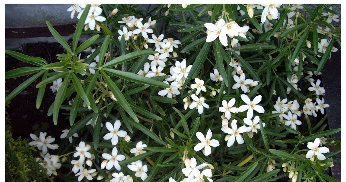 Un Jardin Sinon Rien L Oranger Du Mexique Aztec Pearl Au Jardin