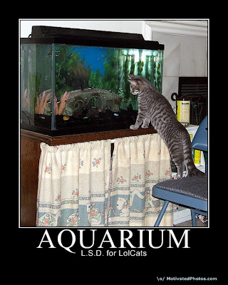 Aquarium Demotivational Poster