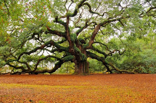 el grán árbol