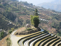 Rice farm in China