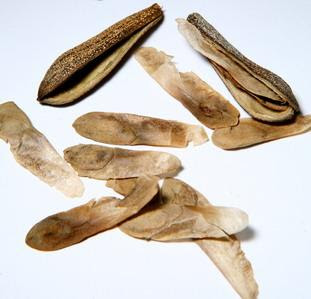 ÁRVORES BRASILEIRAS PEROBA (Aspidosperma polyneuron)