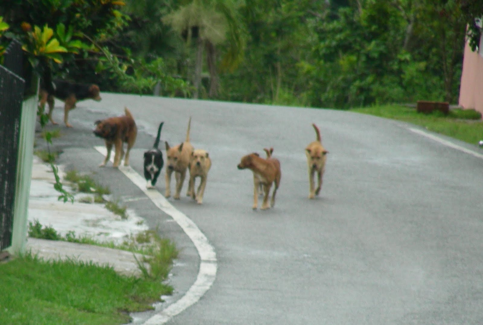 Let's talk dog A Pack of Street Dogs