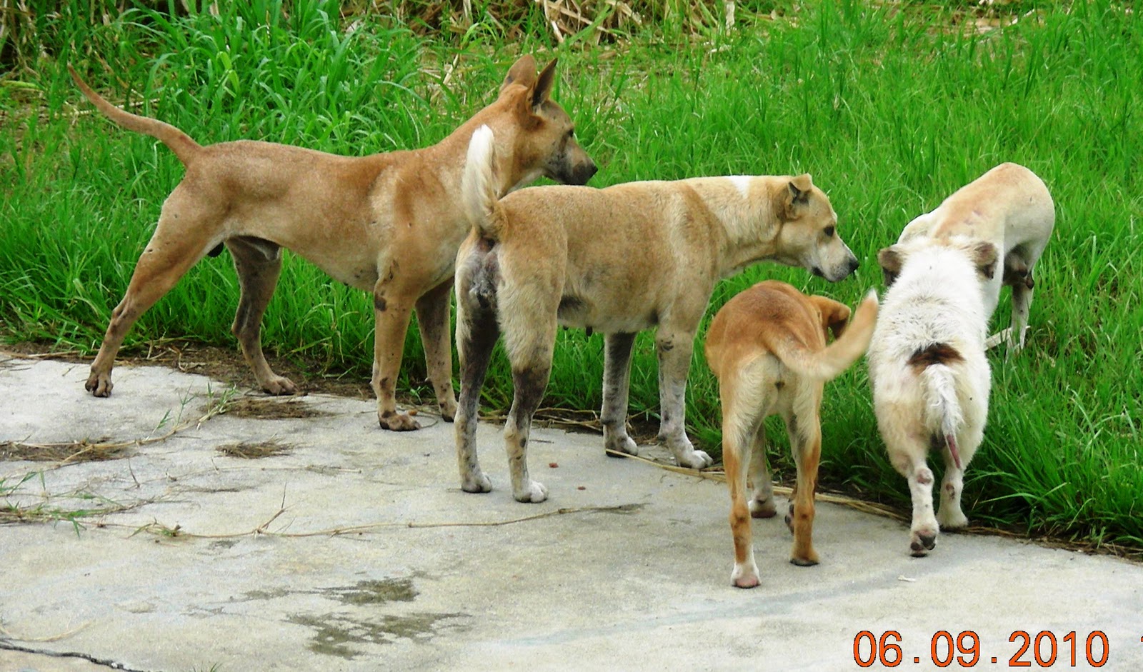 Let s Talk Dog Let s All Just Get Along