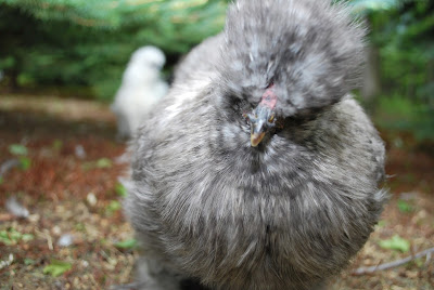 silkie hen cuckoo colored 