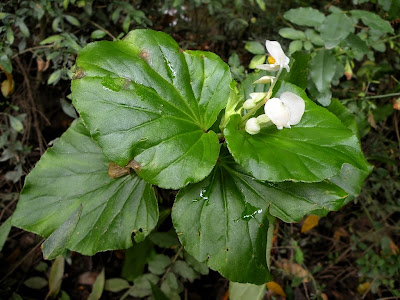 http://1.bp.blogspot.com/_3PG8T1wJO00/S3AtcU6hrVI/AAAAAAAABmQ/mo4ZGrZ9AxI/s400/DSCN7264+-+Begonia+cucullata.JPG