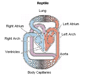 [CircSysReptile.gif]