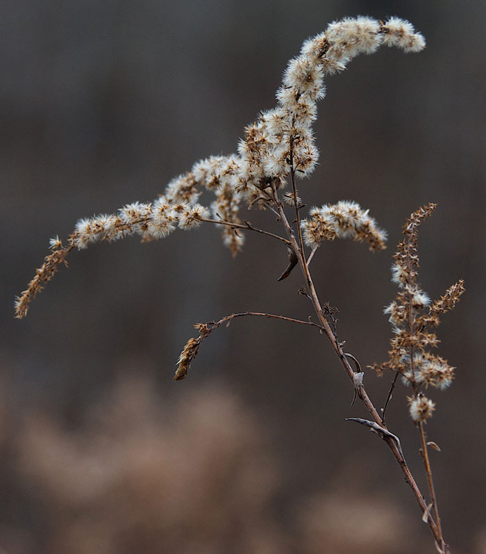 [Red-WinterGray4.jpg]