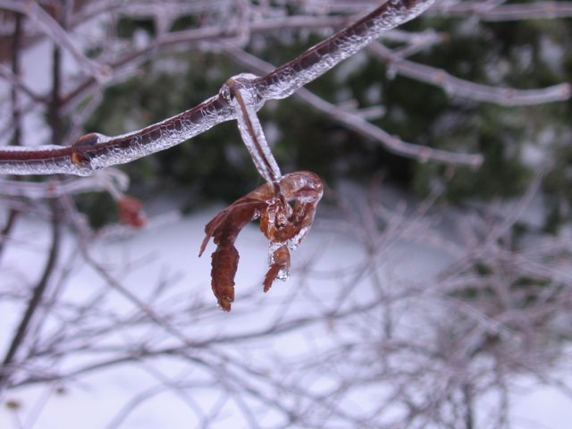 [ice+leaf.jpg]