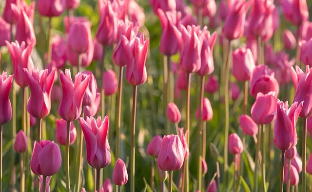 [Pink-Tulips_2260.jpg]