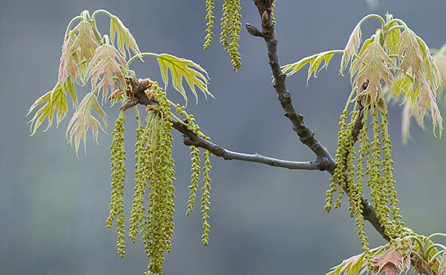 [Oak-Leaves_6954.jpg]