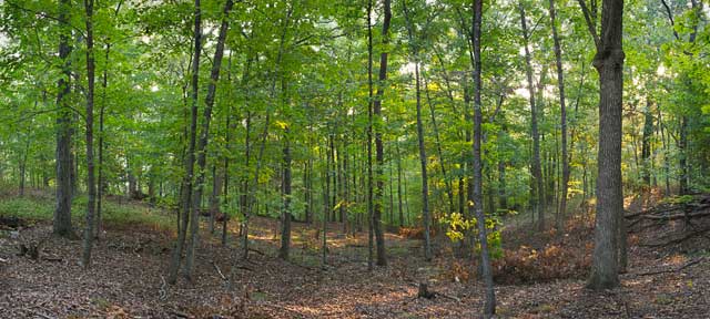[Forest-Sunrise-Panorama_4987.jpg]