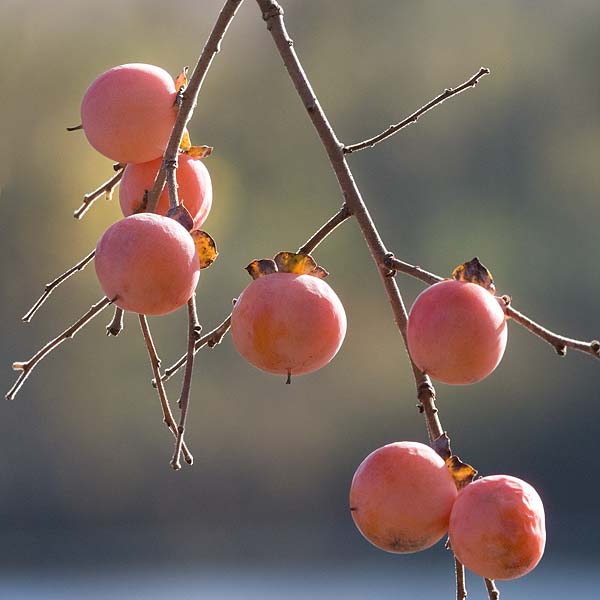 [Wild-Persimmon_0114.jpg]