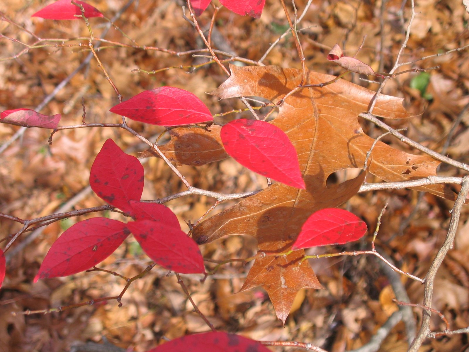 [oak+leaf.jpg]