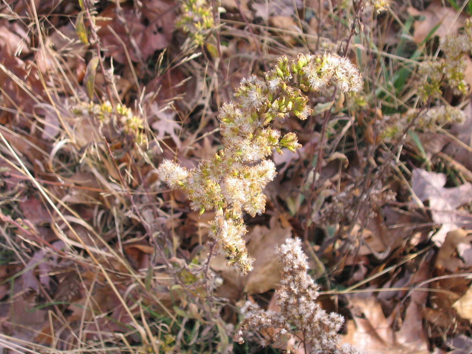 [Goldenrod+seed+head.jpg]