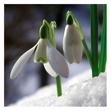 [Snowdrops.jpg]