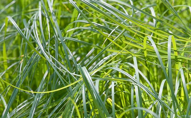[Grass-Pattern_4804.jpg]