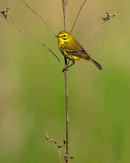[Prairie-Warbler_20078.jpg]