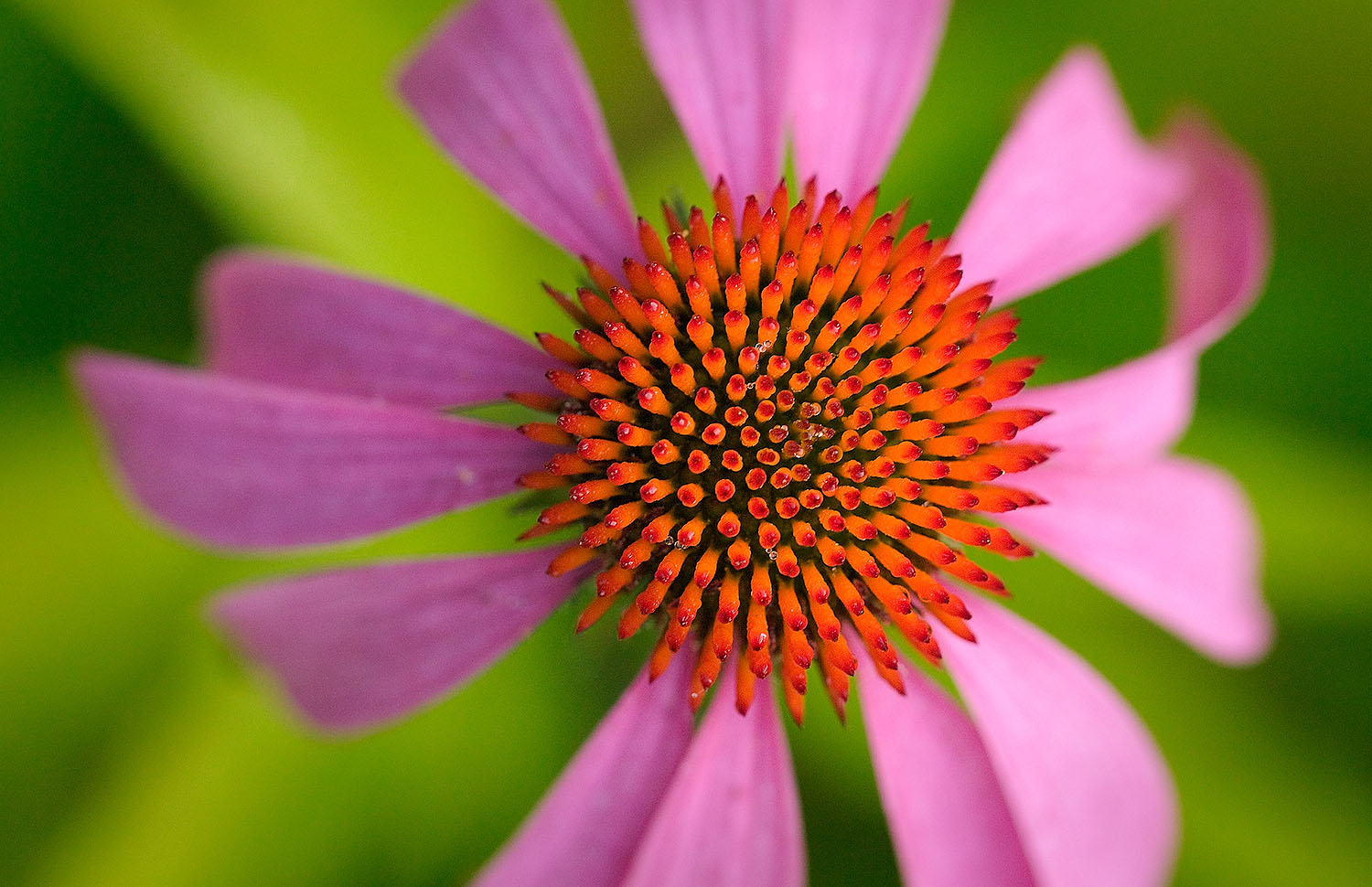 [Echinacea.jpg]