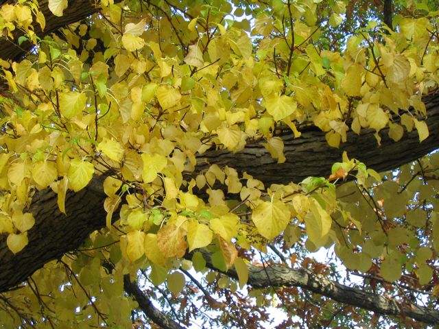 [climbing-hydrangea.jpg]