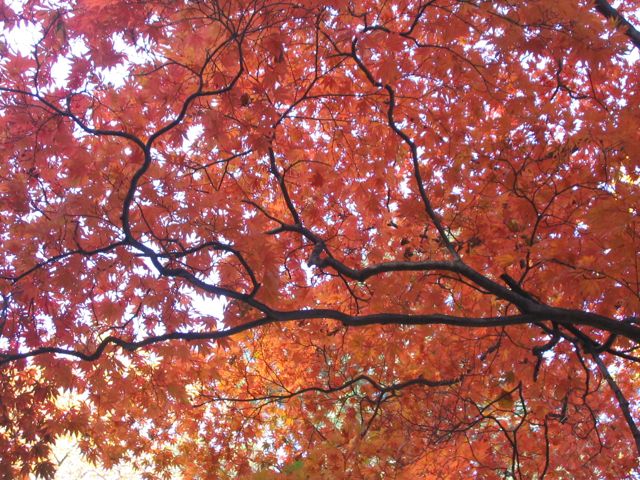 [hiddenbrooke-maple.jpg]