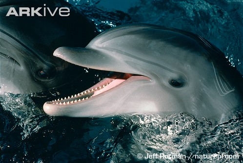 Delfin (conteto)