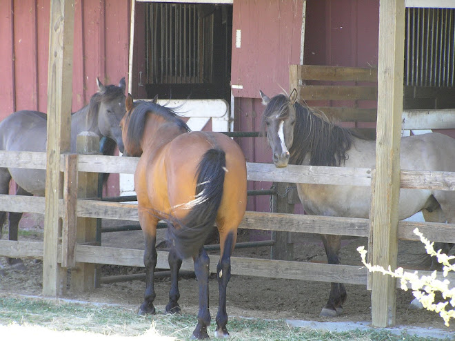 My adopted Mustangs