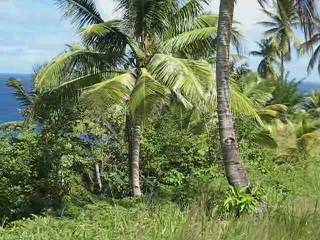 DOMINICA